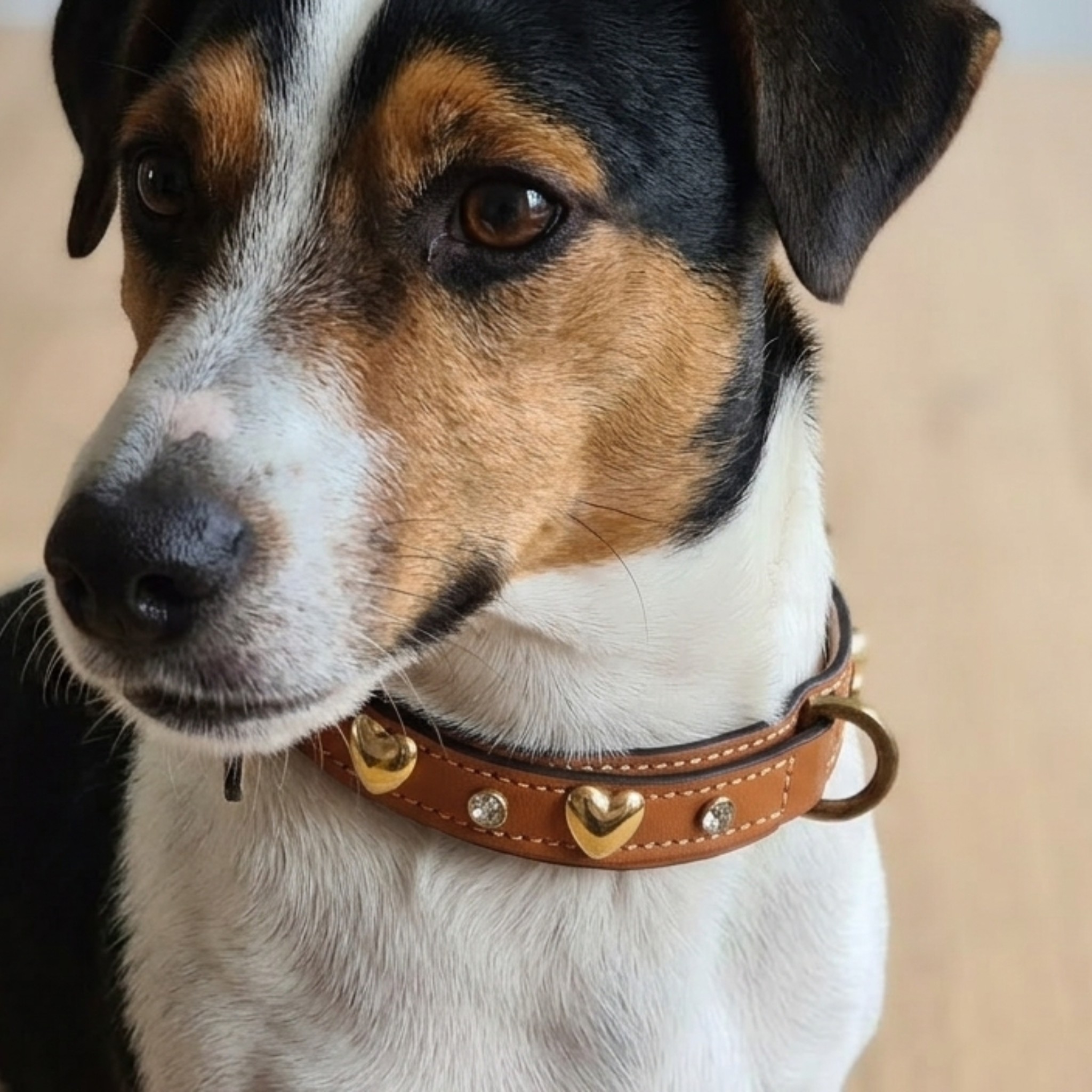 Set Collare con Cristalli e Guinzaglio in Pelle per Cani